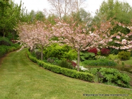 Cherry Tree Walk 1